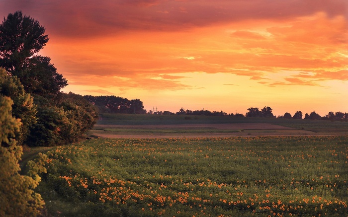 Sunflower field at sunset with orange sky