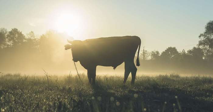 Cow in a foggy field at sunrise
