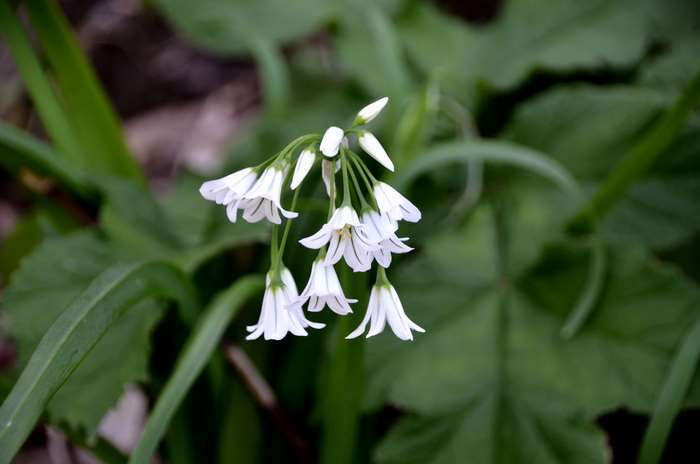 White bell-shaped flowers in bloom