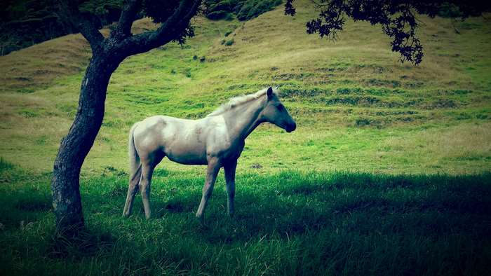 White horse standing near a tree on a grassy hill