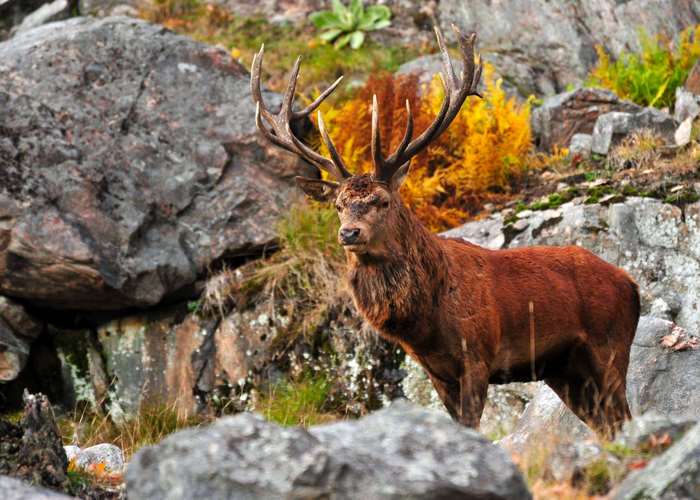Majestic Red Deer Stag in Autumn Forest