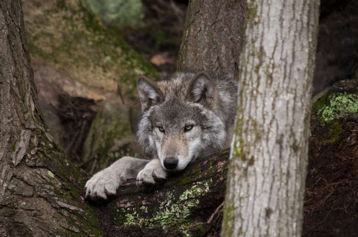 Wolf Resting on Tree in Forest 4K