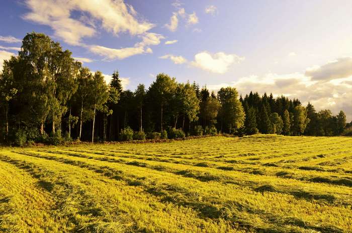 Mown field with trees and clouds at sunset