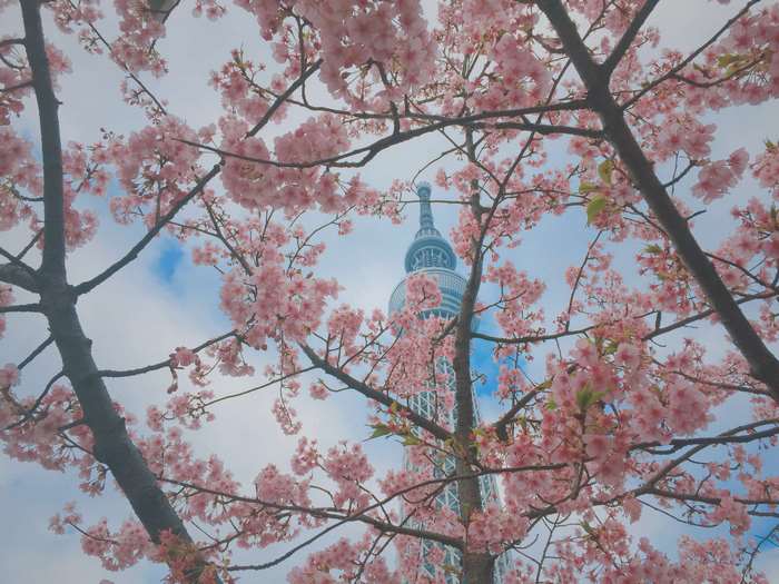 Cherry blossoms in front of Tokyo Skytree