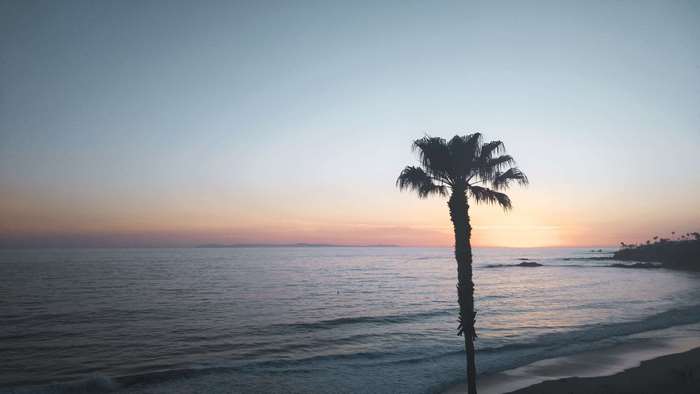 Palm tree on beach at sunset 4K
