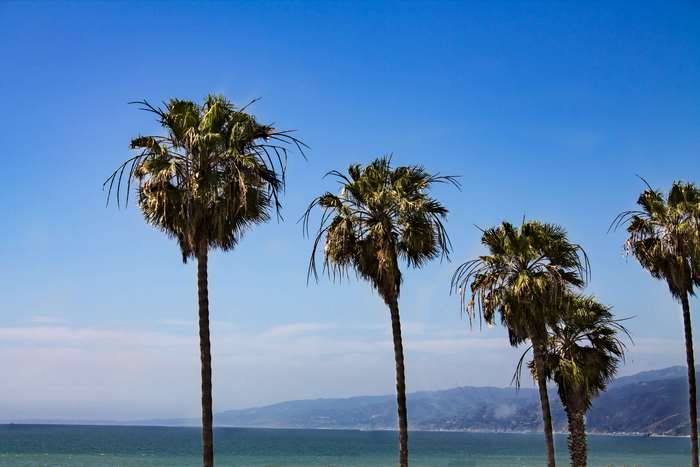 Palm trees against a clear blue sky with mountains and ocean