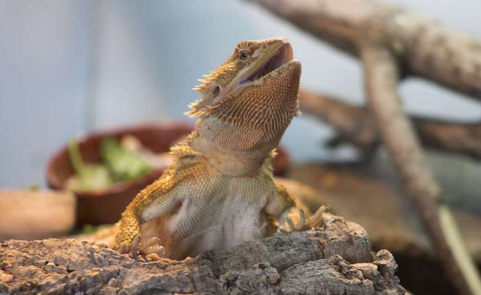 Bearded dragon lizard with mouth open on a rock