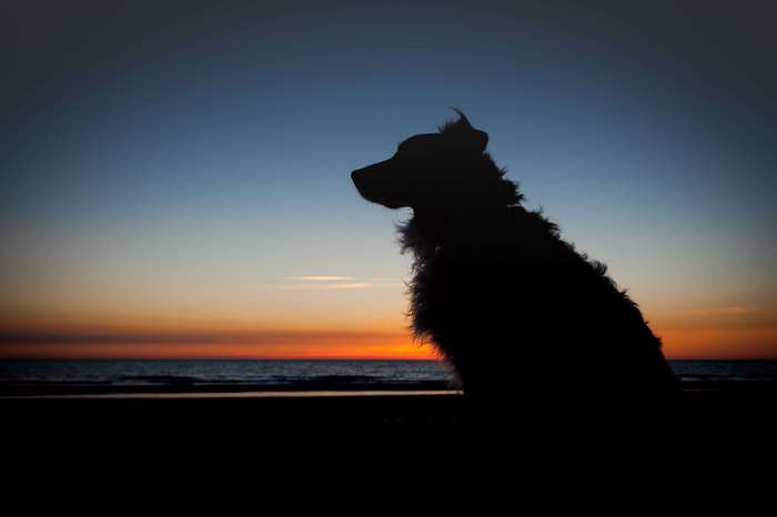 Dog silhouette on beach at sunset 4K