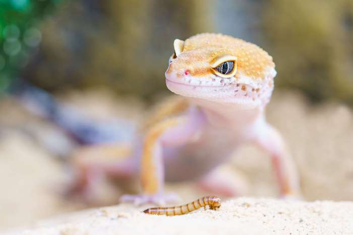 Leopard gecko with a worm on sand 4K
