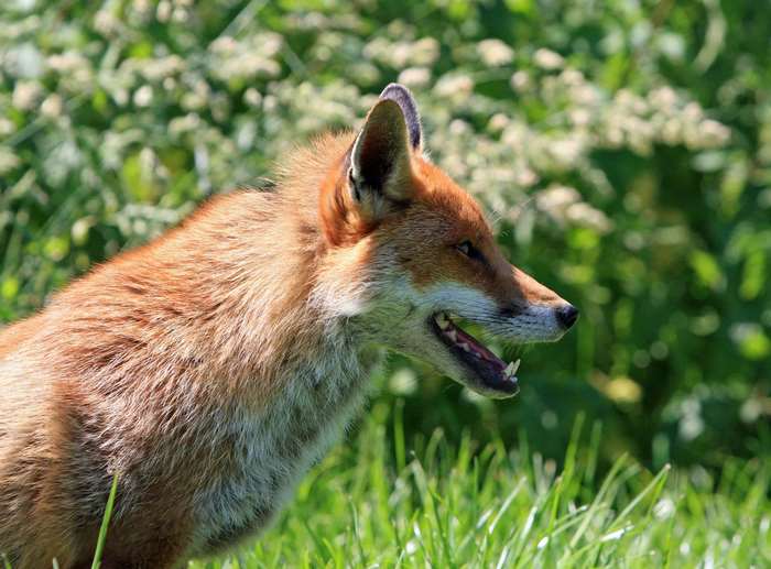 Red fox with mouth open in grass