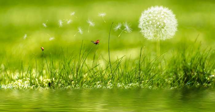 Ladybug on grass with dandelion seeds and reflection