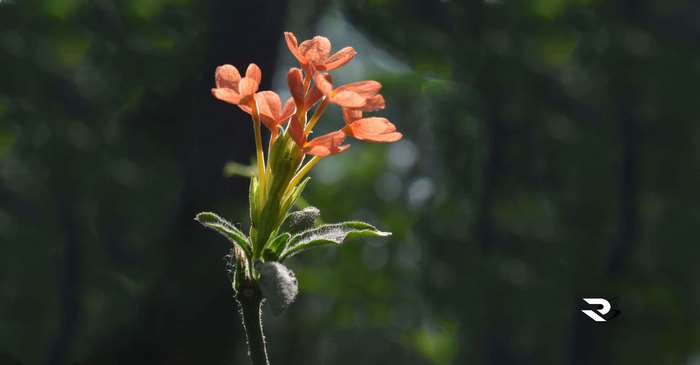 Orange flowers on a stem with a dark background