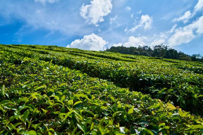 Tea plantation on a sunny day
