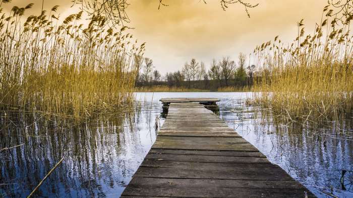 Wooden dock on a lake with reeds at sunset