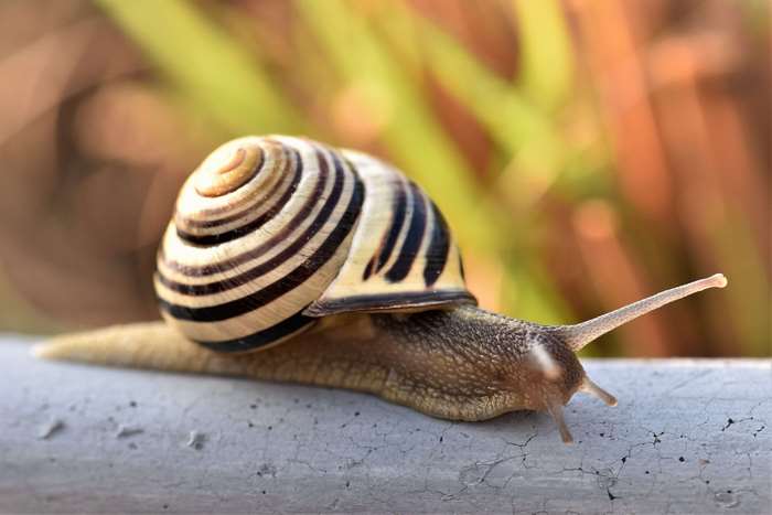 Close-up of a snail with a striped shell