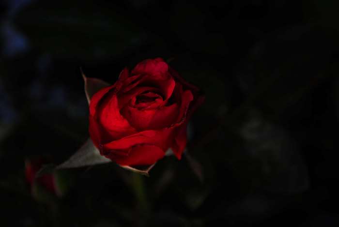 Red rose in dark background 4K