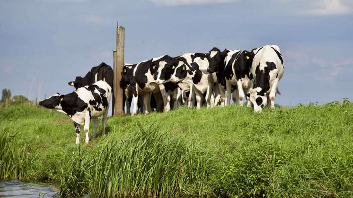 Herd of black and white cows in a grassy field