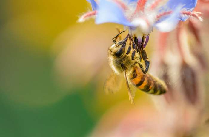 Bee collecting nectar from a blue flower