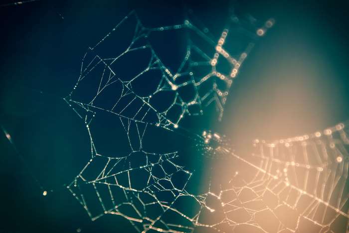 Close up of a dew-covered spider web