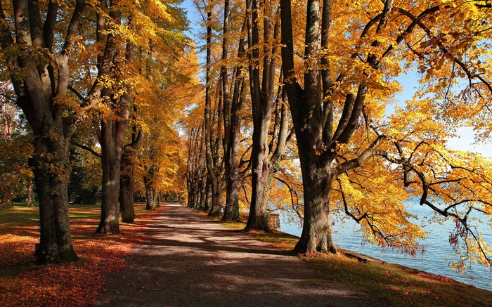 Autumn park path with trees and lake