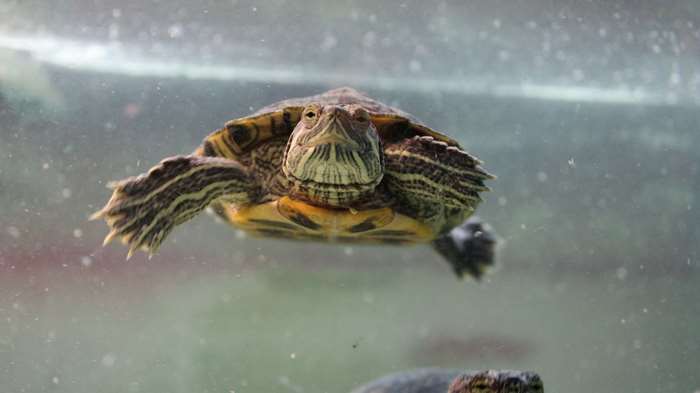 Red-eared slider turtle swimming underwater