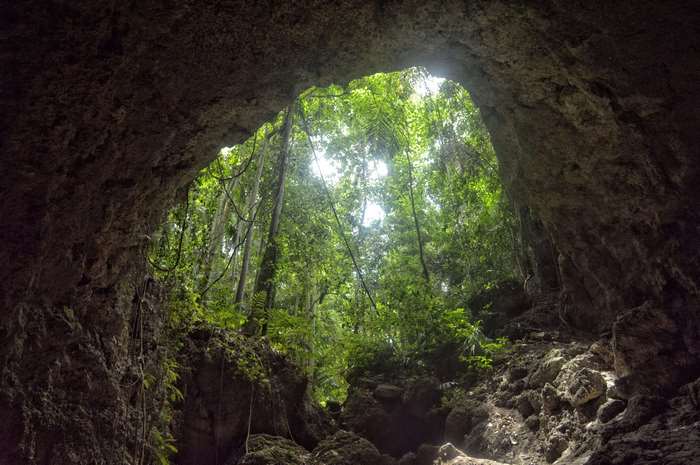 View from a cave opening into a lush green forest