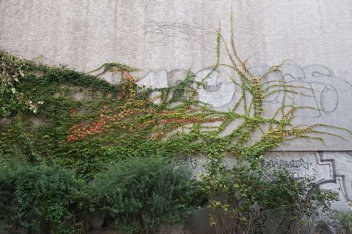 Ivy and graffiti on a concrete wall