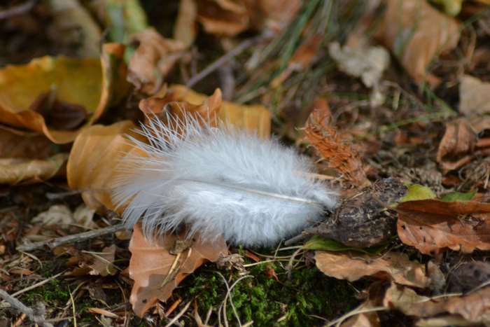 White bird feather on forest floor with leaves