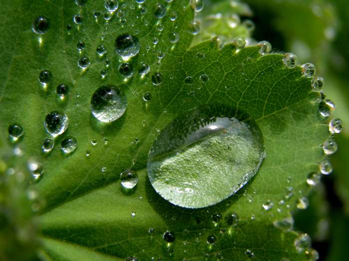 Close-up of water droplets on a green leaf