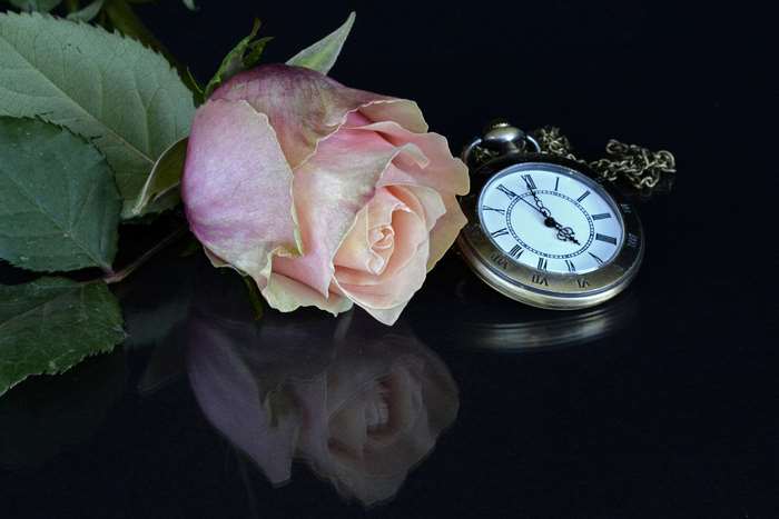 Pink rose and vintage pocket watch with reflection