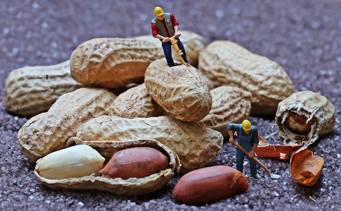 Miniature construction workers with peanuts