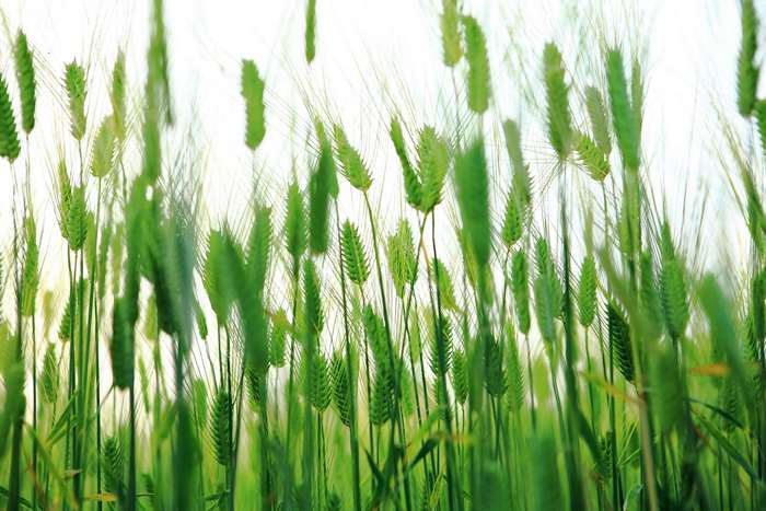 Green barley field with tall stalks against a bright sky