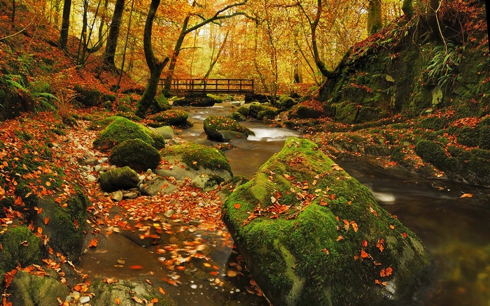 Autumn forest with a stream and a wooden bridge