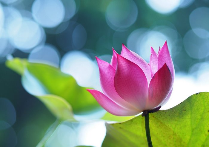 Pink lotus flower with green leaves and bokeh background