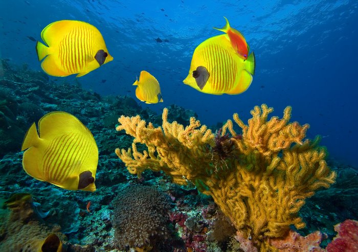 Yellow Butterflyfish on a Coral Reef