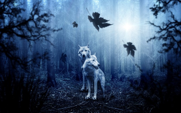 Two wolves in a dark, misty forest with falling leaves