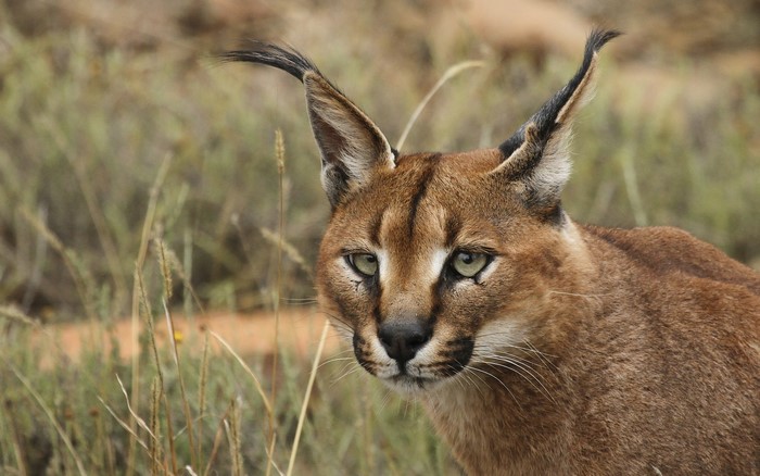 Close-up of a Caracal's face in tall grass