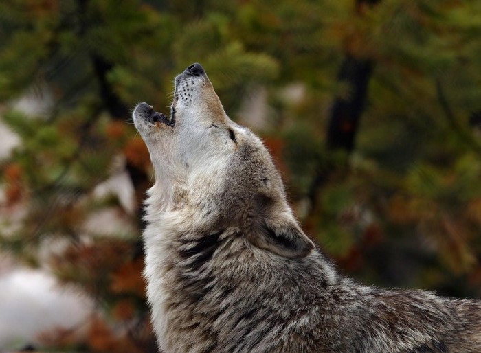 Howling Gray Wolf in Forest