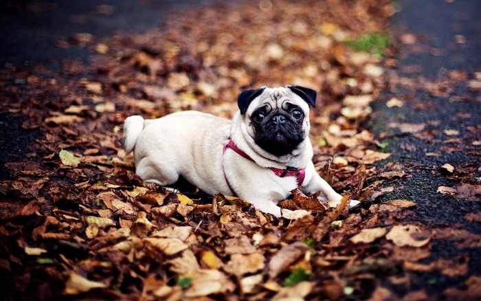 Pug Lying on Autumn Leaves