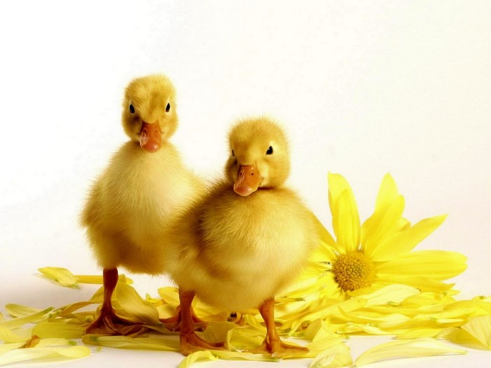 Two yellow ducklings with a yellow flower
