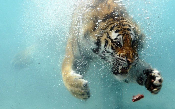 Tiger Hunting Underwater with Intense Focus