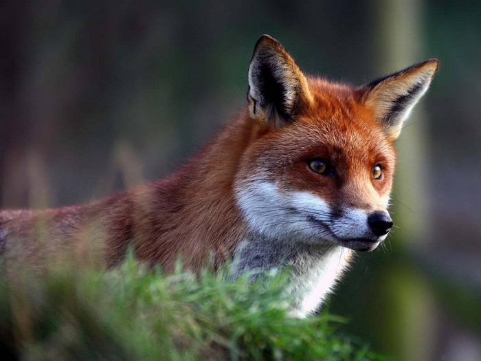 Red Fox in Grass