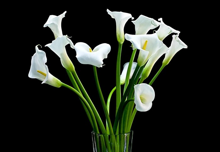 Elegant White Calla Lilies in Glass Vase