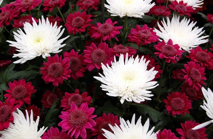 White and Burgundy Chrysanthemums