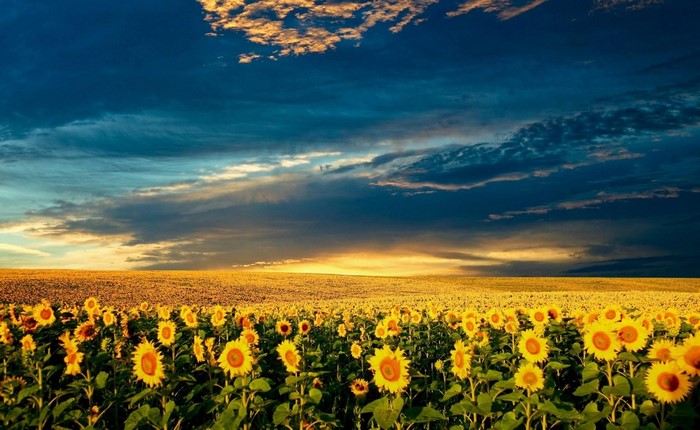 Field of Sunflowers at Sunset