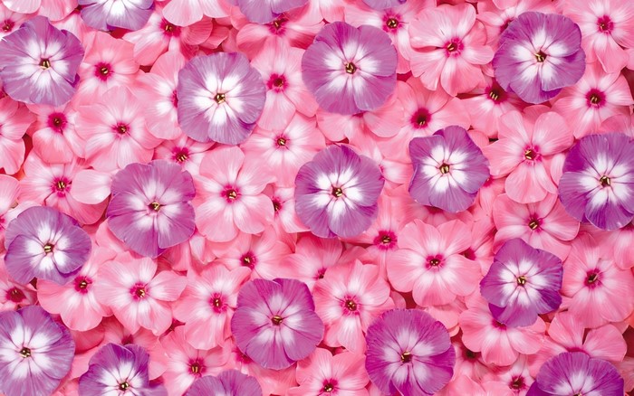 Pink and purple phlox flowers