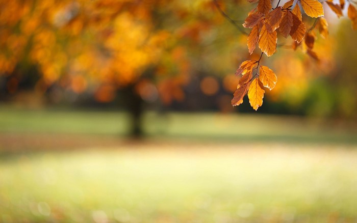 Autumn leaves on a branch with bokeh background