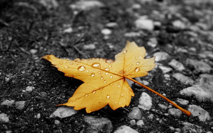 Yellow leaf with water drops on asphalt
