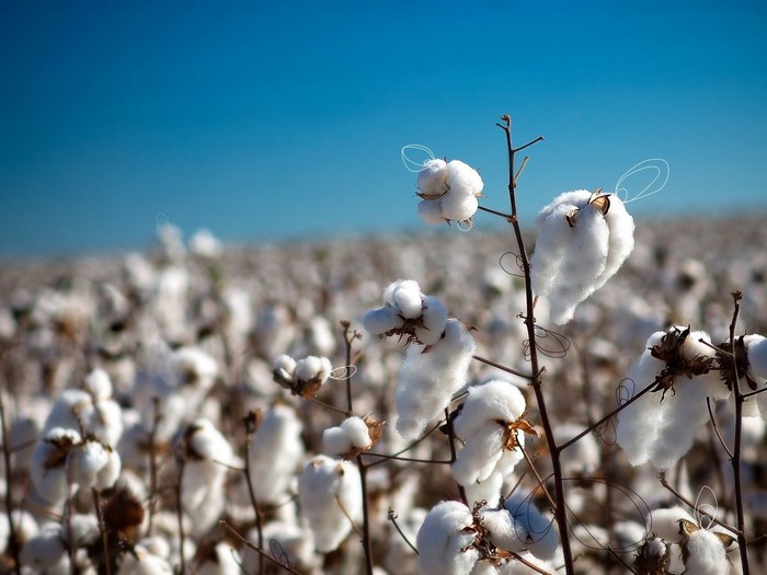 Cotton field under a clear blue sky