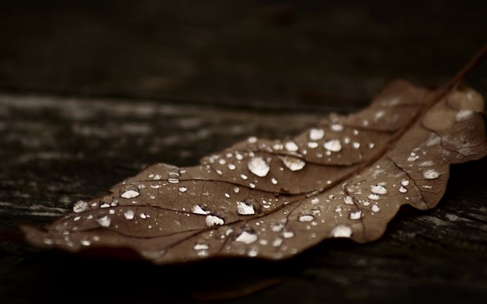 Brown dry leaf with water droplets on dark wood